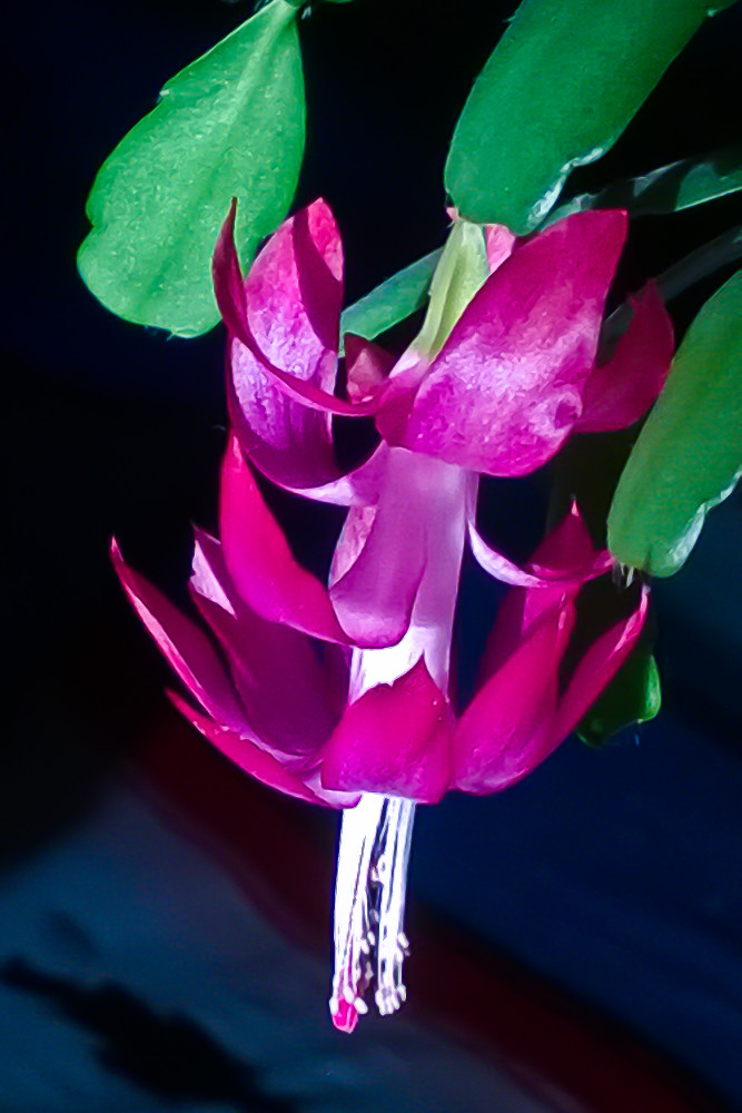 2 Quote A Flower Daily - Winter Cactus 01