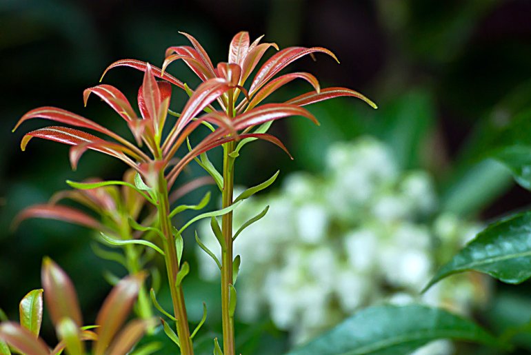 2 Quote A Flower Daily - Andromeda Leaf