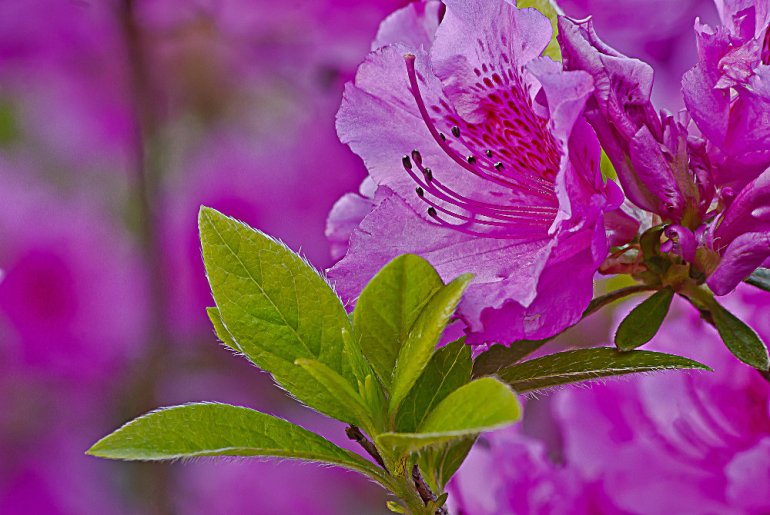 2 Quote A Flower Daily - Pink Rhododendron