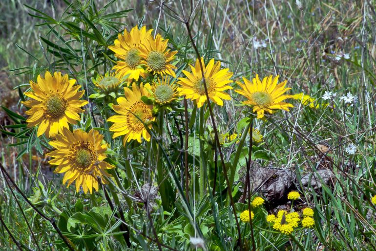 2 Quote A Flower Daily - Balsam Root Bunch