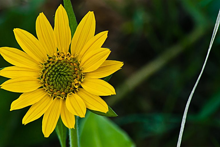 2 Quote A Flower Daily - Balsam Root Flower