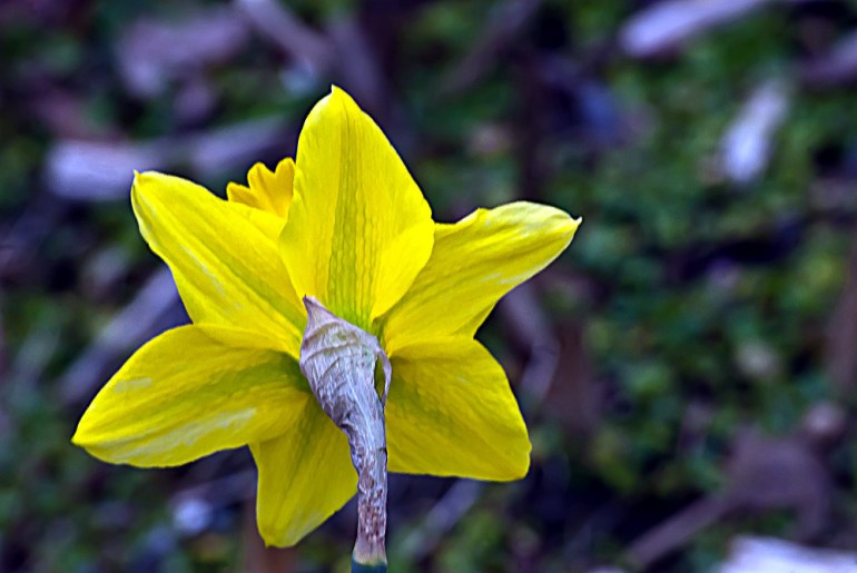 2 Quote A Flower Daily - Behind Daffodil 01