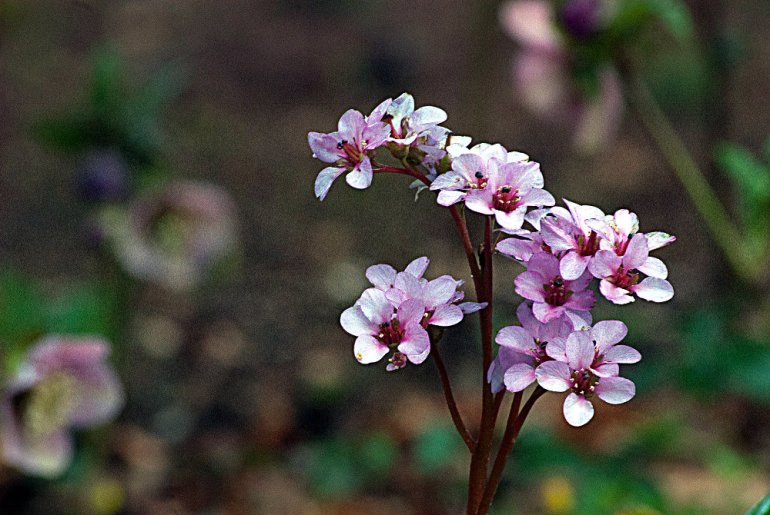 2 Quote A Flower Daily - Bergenia