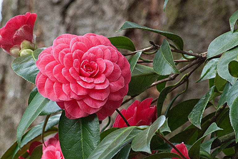 2 Quote A Flower Daily - Big Red C