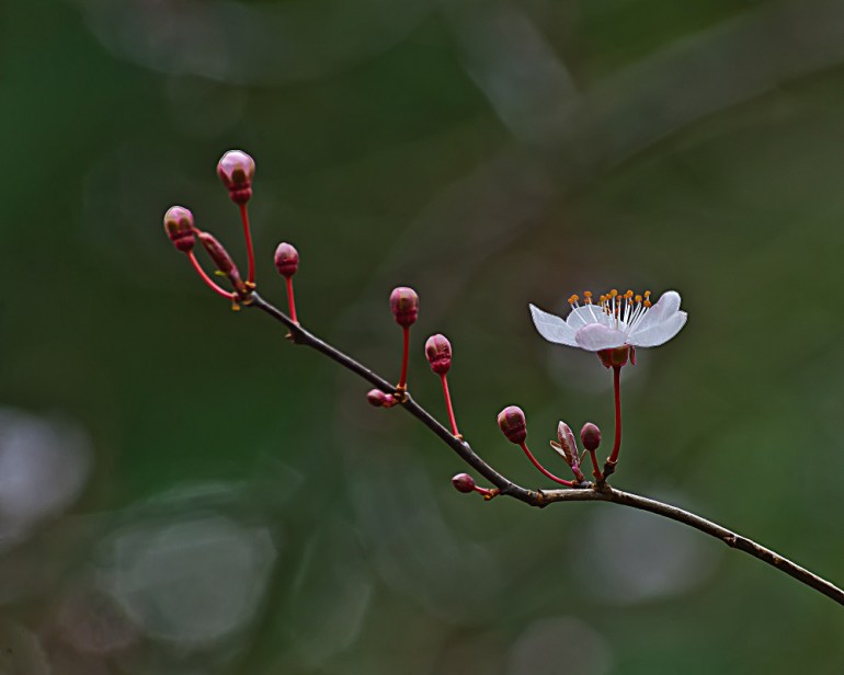 2 Quote A Flower Daily - Blossom Promise