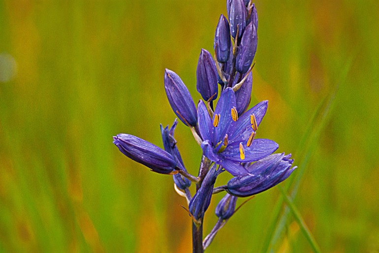 2 Quote A Flower Daily - Camas Flower