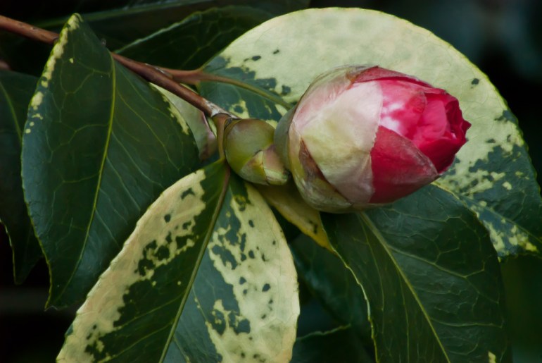2 Quote A Flower Daily - Camellia Bud
