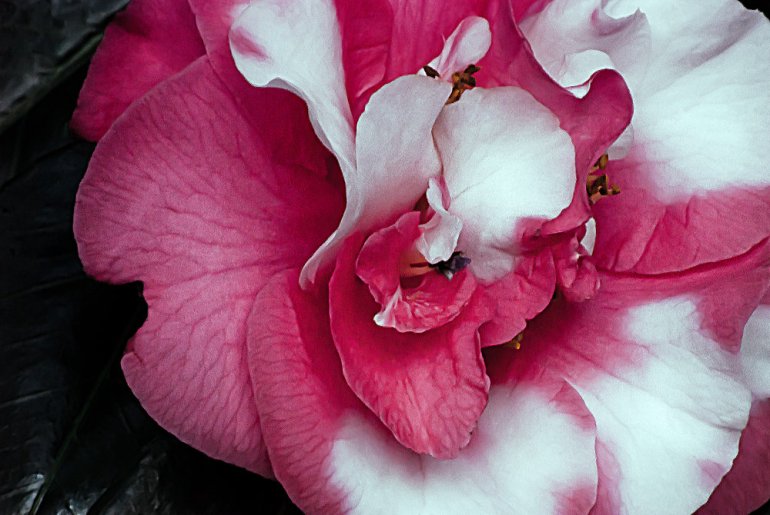 2 Quote A Flower Daily - Camellia Macro