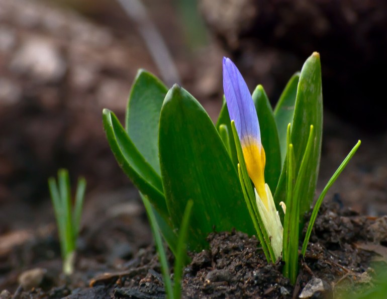 2 Quote A Flower Daily - Crocus Bud