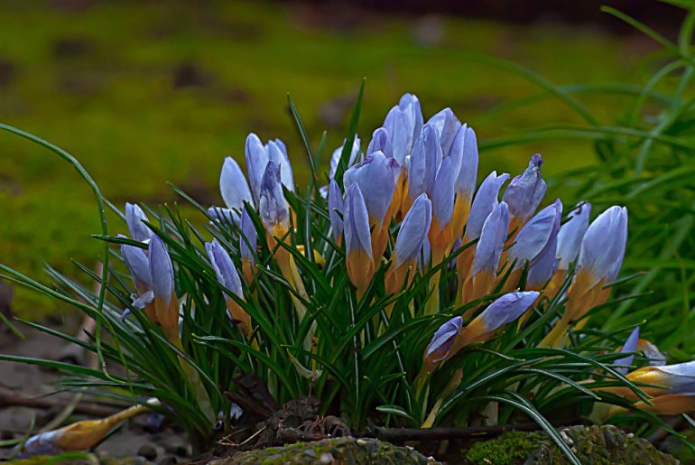 2 Quote A Flower Daily - Crocus Bunch