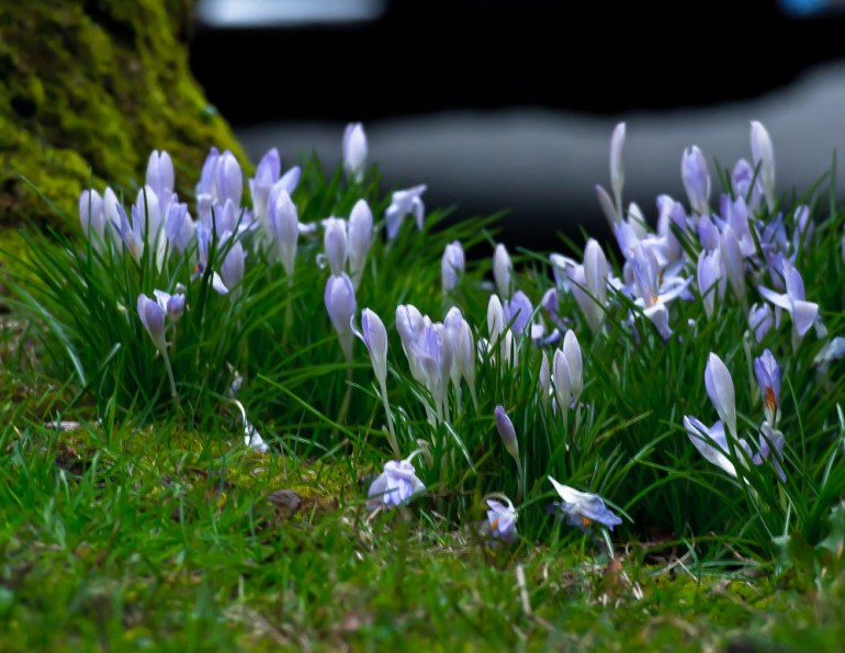 2 Quote A Flower Daily - Crocus