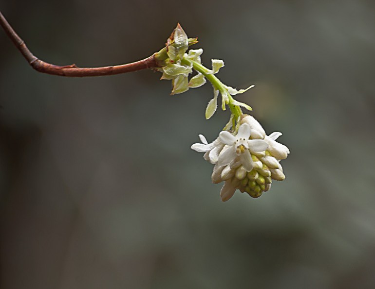 2 Quote A Flower Daily - Currant