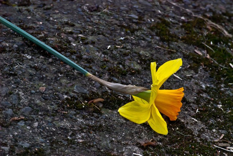 2 Quote A Flower Daily - Daffodil Down