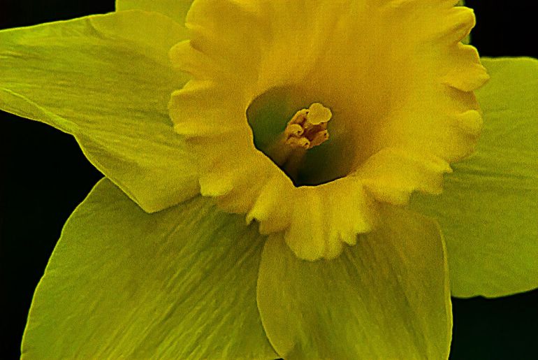 2 Quote A Flower Daily - Daffodil Macro