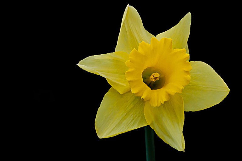 2 Quote A Flower Daily - Daffodil