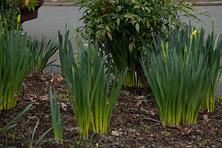 2 Quote A Flower Daily - Daffodils to Be