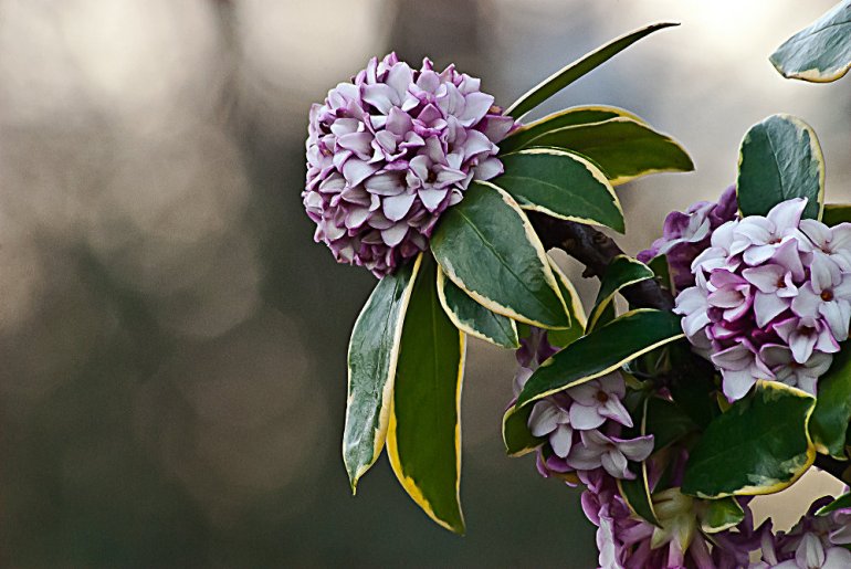 2 Quote A Flower Daily - Daphne