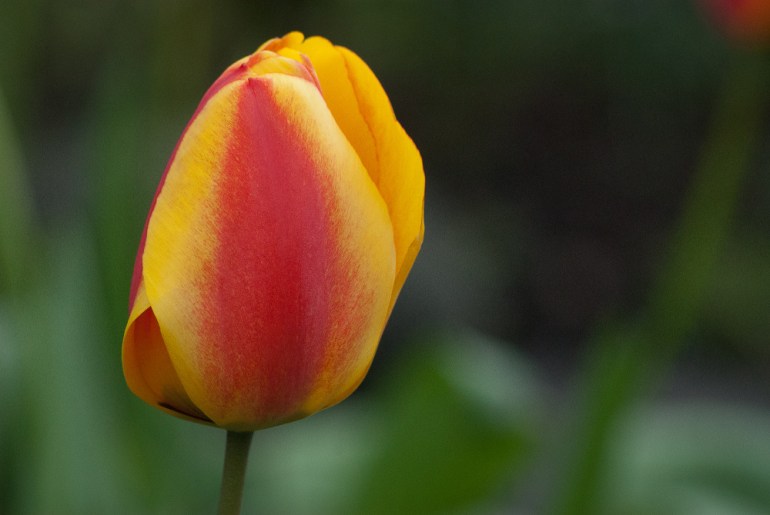 2 Quote A Flower Daily - Fire Tulip 02