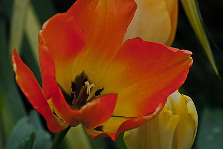 2 Quote A Flower Daily - Fire Tulip 03