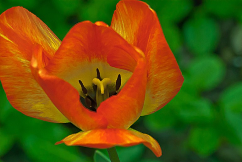 2 Quote A Flower Daily - Fire Tulip