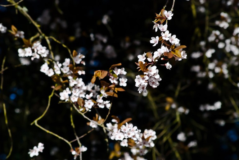 2 Quote A Flower Daily - Flower Blossoms 02