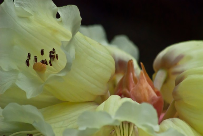 2 Quote A Flower Daily - Rhododendron Macabeanum