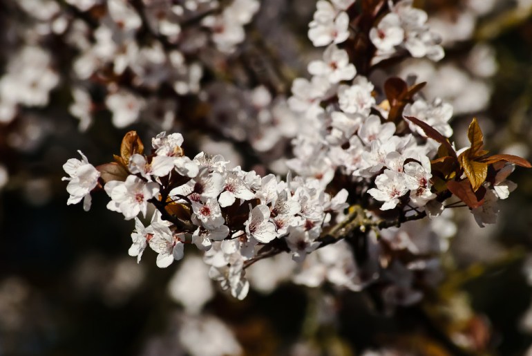 2 Quote A Flower Daily - Flowering Blossoms 01