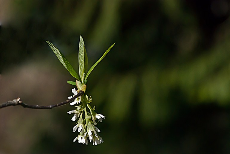 2 Quote A Flower Daily - Helicopter