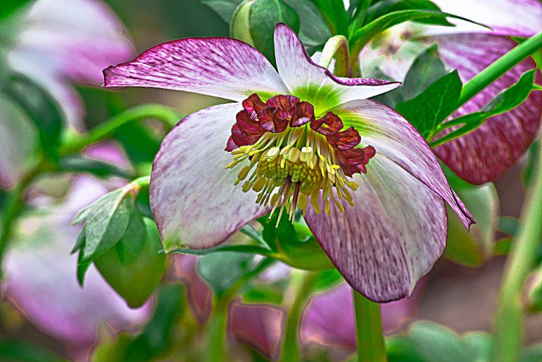 2 Quote A Flower Daily - Hellebore