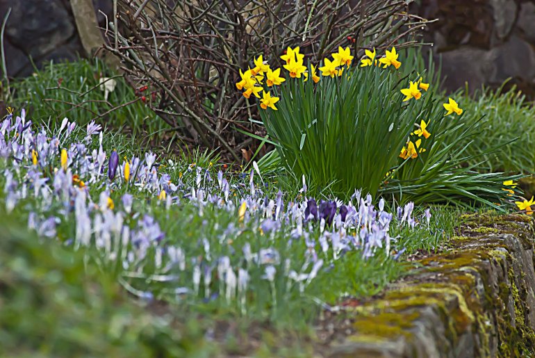 2 Quote A Flower Daily - Jonquil and Crocus