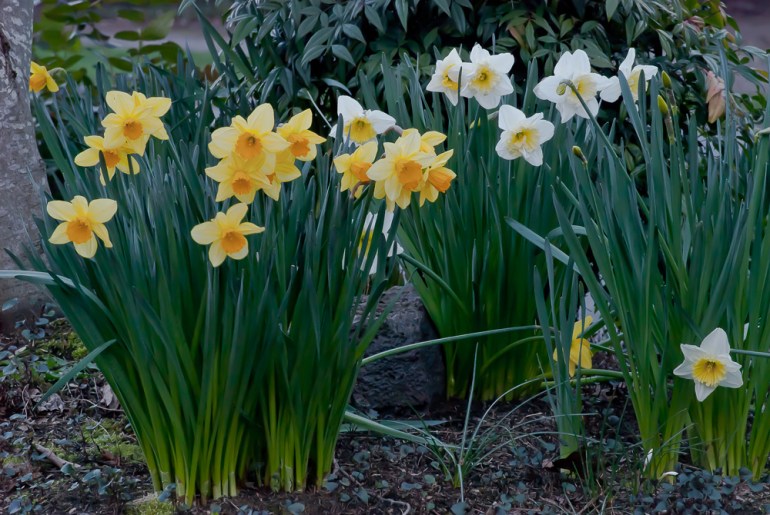 2 Quote A Flower Daily - White and Yellow