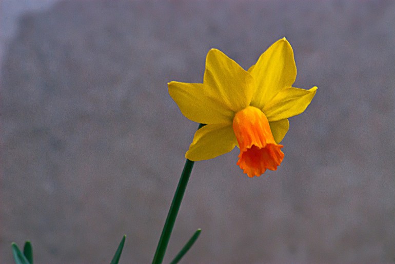 2 Quote A Flower Daily - Jonquil