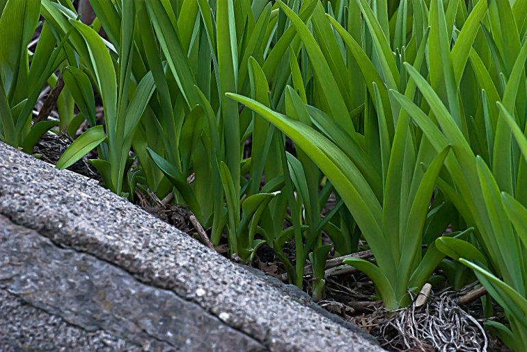 2 Quote A Flower Daily - Lily to Be