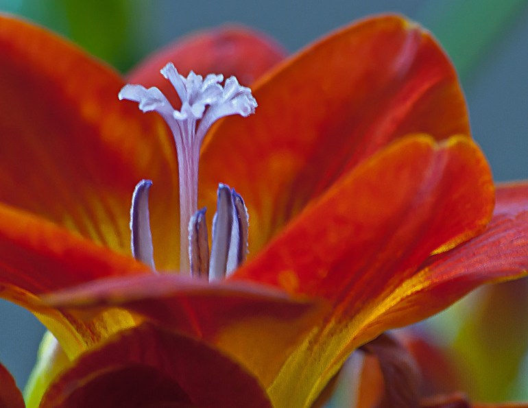 2 Quote A Flower Daily - Lily