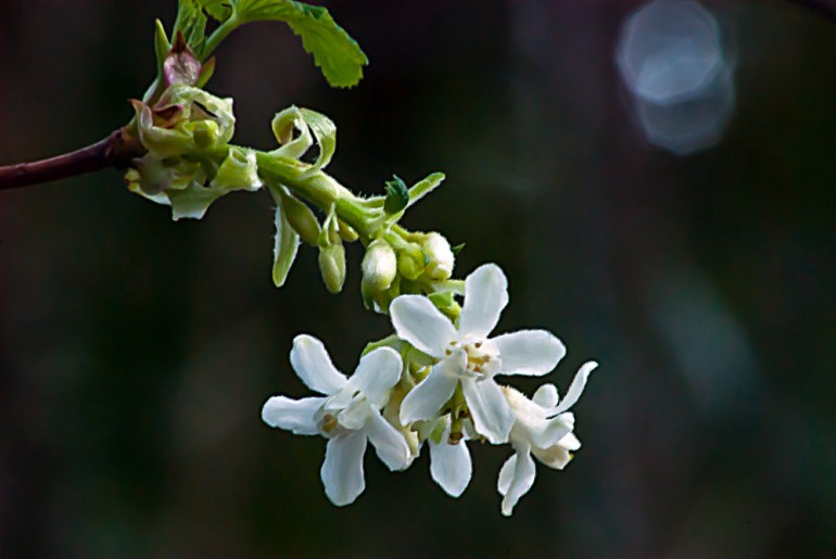 2 Quote A Flower Daily - Little White Flower