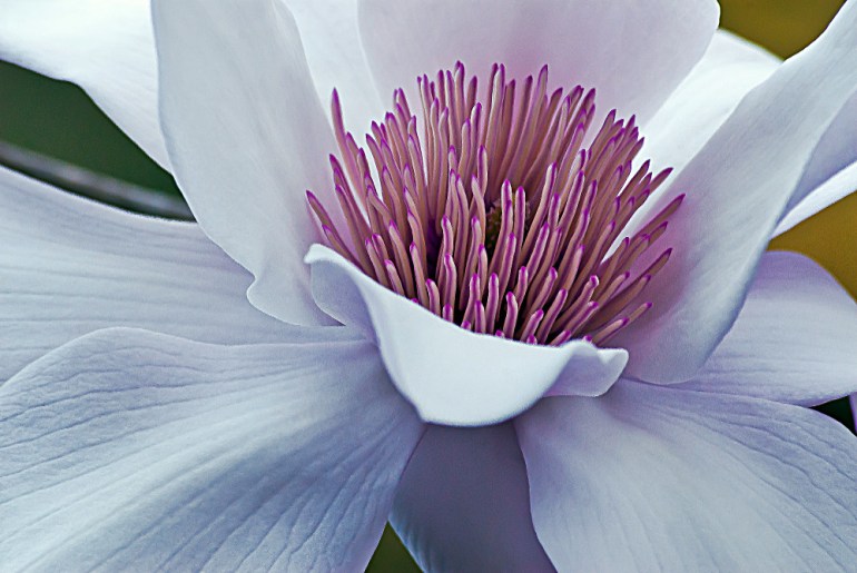 2 Quote A Flower Daily - Magnolia 02