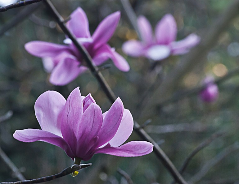 2 Quote A Flower Daily - Magnolia Flowers