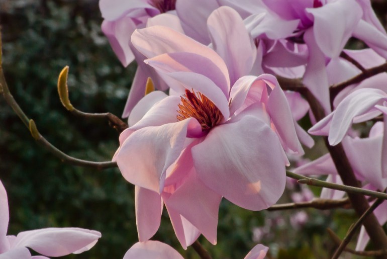 2 Quote A Flower Daily - Magnolia Sunrise