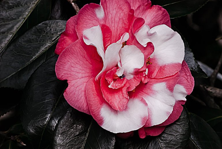 2 Quote A Flower Daily - Marble Camellia
