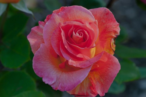 2 Quote A Flower Daily - Mardi Gras Rose
