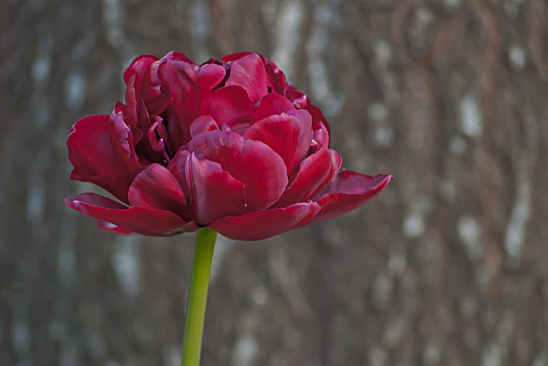 2 Quote A Flower Daily - Maroon Tulip