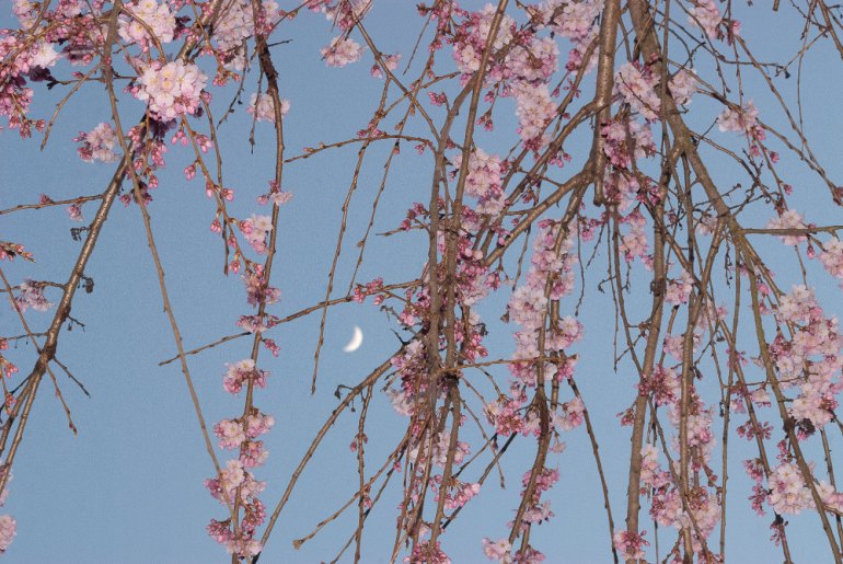 2 Quote A Flower Daily - Moon Tangle