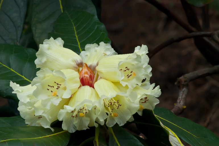 2 Quote A Flower Daily - Rhododendron Macabeanum