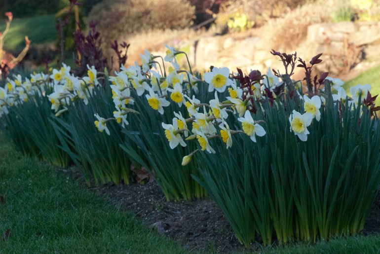 2 Quote A Flower Daily - Narcissus Row