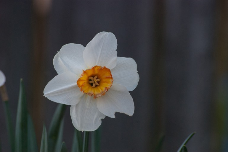 2 Quote A Flower Daily - White Jonquil