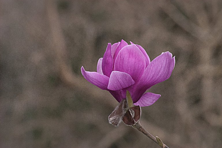 2 Quote A Flower Daily - Noble Magnolia 04