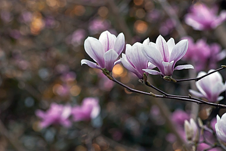 2 Quote A Flower Daily - Noble Magnolias
