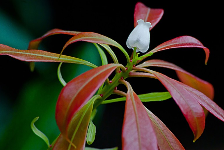 2 Quote A Flower Daily - One Andromeda Flower