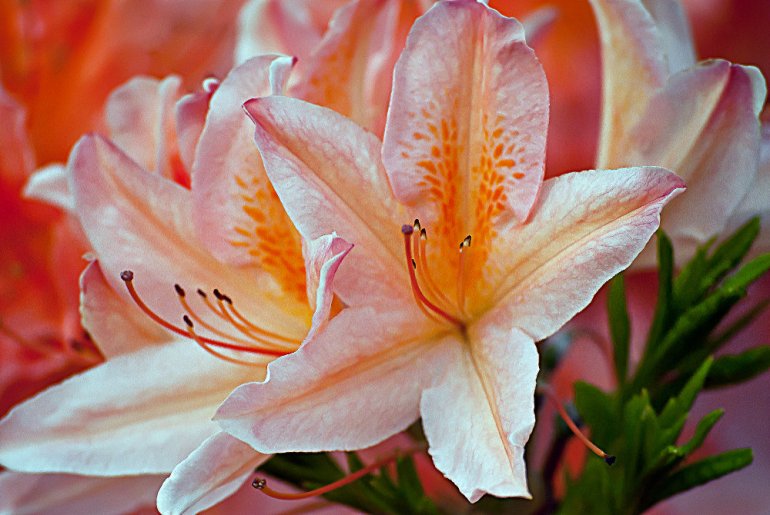 2 Quote A Flower Daily - Orange Azalea