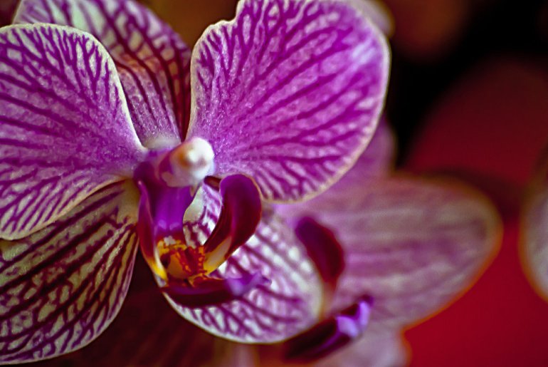 2 Quote A Flower Daily - Orchid